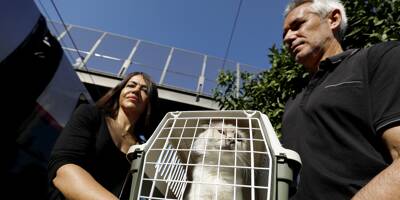VIDEO. La petite chatte Linette, retrouvée à 1 000 km d'Antibes, a bien retrouvé sa famille depuis le Pas-de-Calais
