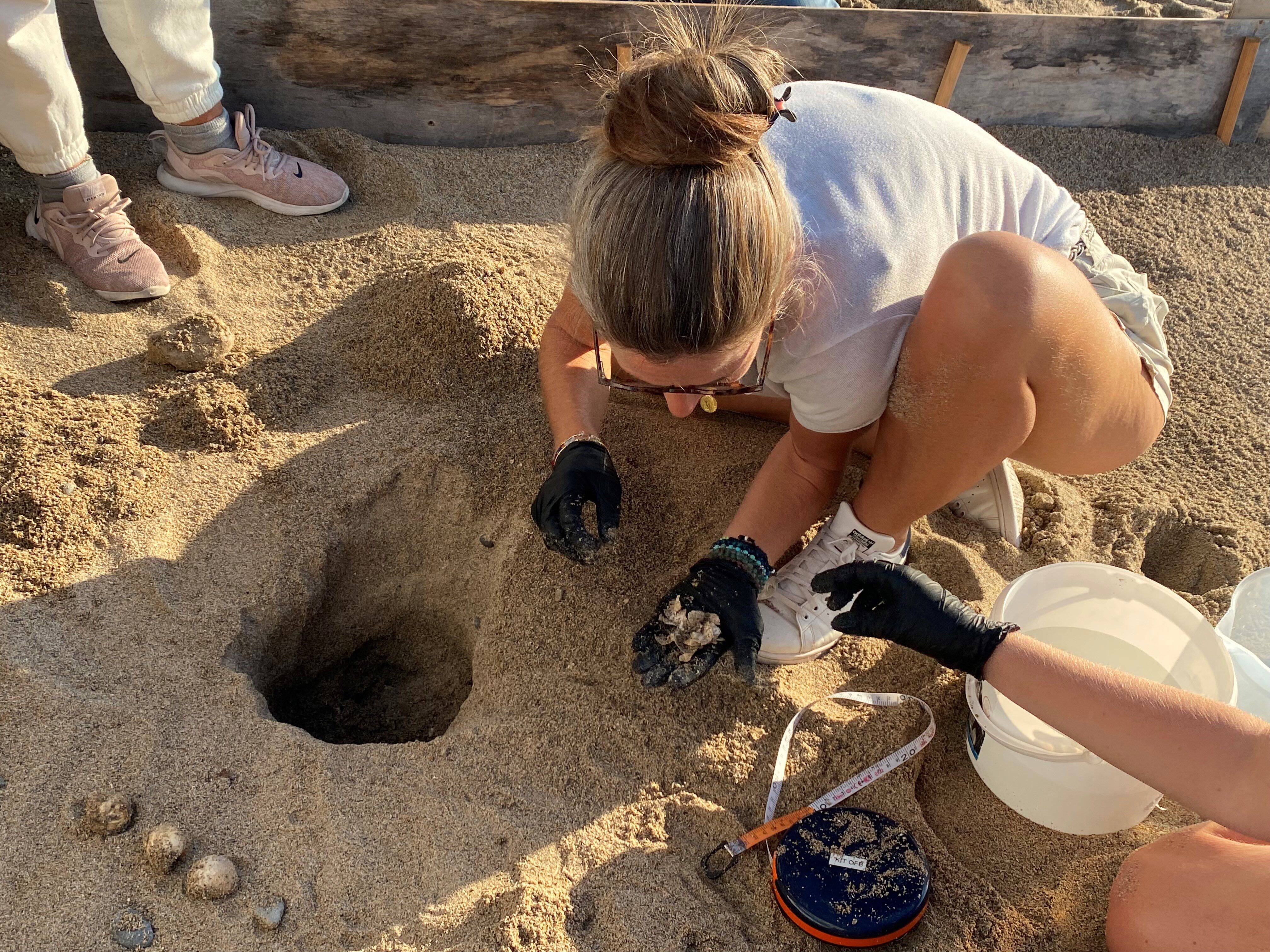 Après le départ à la mer des 72 bébés tortues, que devient le nid des tortillons de Villeneuve-Loubet?