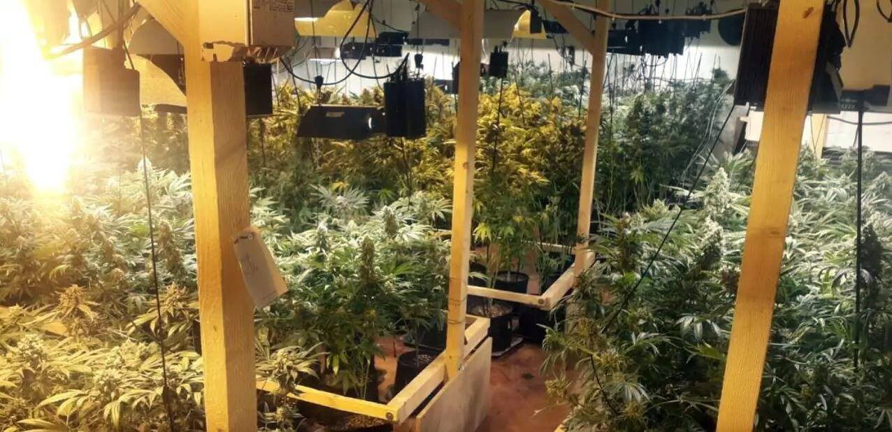 "Il fallait du volume pour que ça rapporte": un "Pablo Escobar" en herbe jugé dans le Var