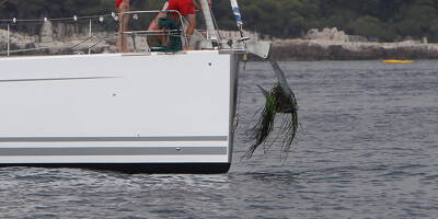 Posidonie détruite par un yacht: un capitaine condamné, le préjudice écologique reconnu