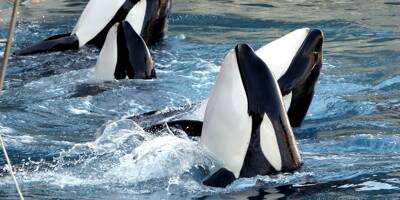 Départ des orques de Marineland au Japon: One Voice déboutée