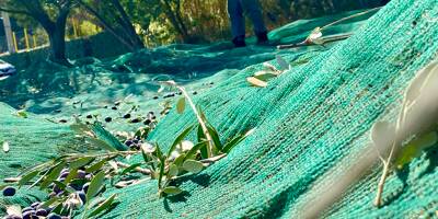 Alors que la récolte s'annonce incertaine, la culture de l'olive s'invite dans de nouvelles contrées