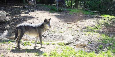Tempête Aline: les loups du parc Alpha sont sains et saufs mais le site reste fermé