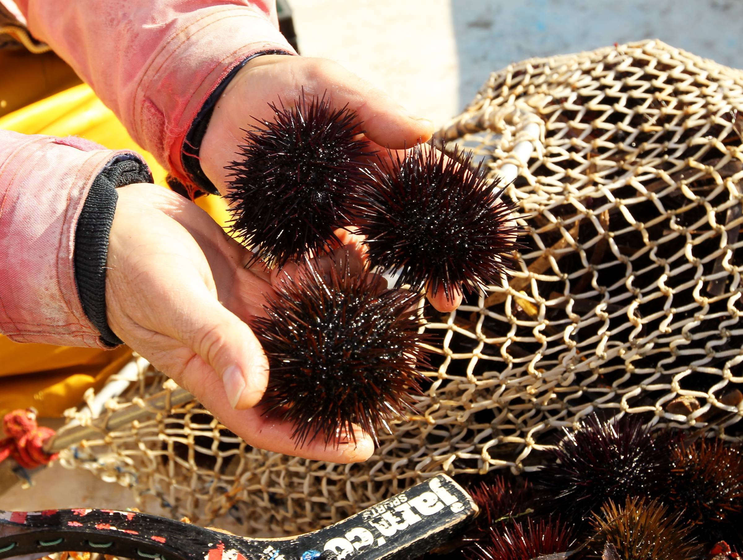 Pourquoi la prochaine saison de pêche aux oursins a été réduite de deux mois dans le Var