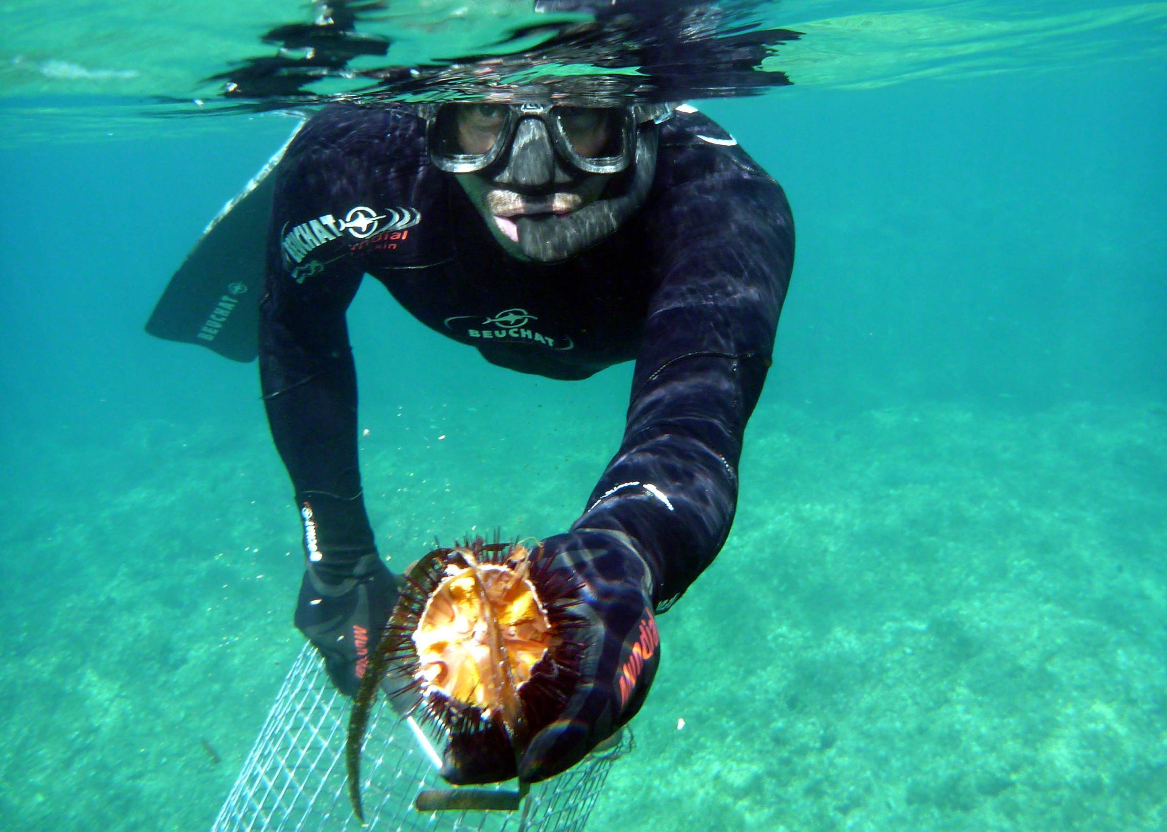 "Il est nécessaire de mieux contrôler la pêche des oursins": le détail du plan d'action porté par le WWF et le Marine Stewardship