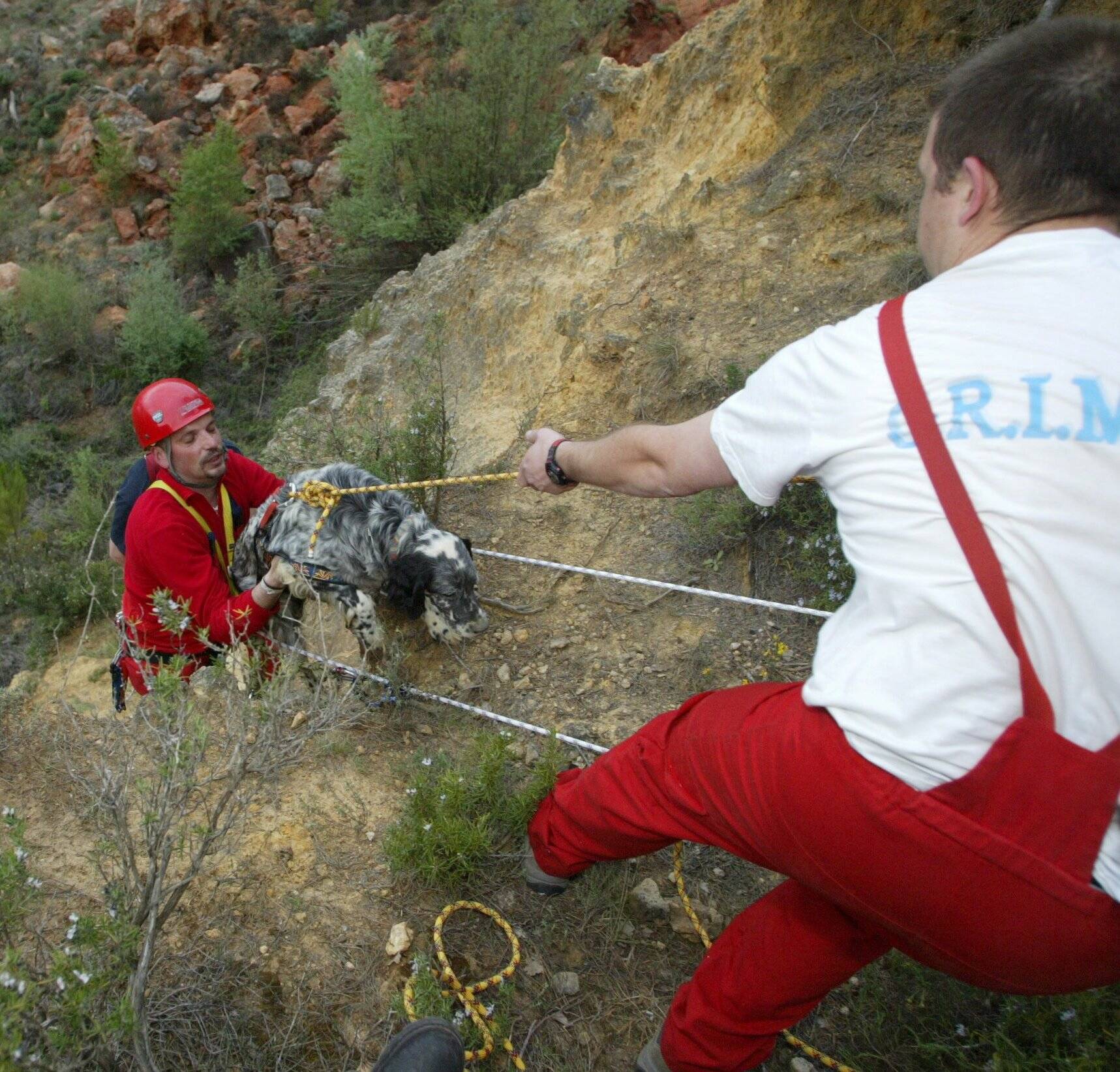 Un chien pris au piège dans une cavité secouru par les pompiers dans le Var