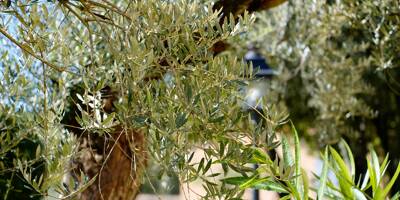 Terroir, histoire et label pour la deuxième édition de la fête de l'olivier et de l'olive au Val
