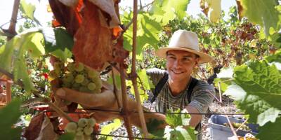 La production mondiale de vin recule, mais le Var résiste
