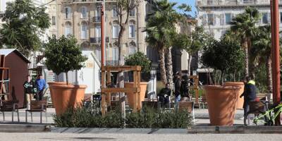 Les arbres des allées de la Liberté sont arrivés à Cannes