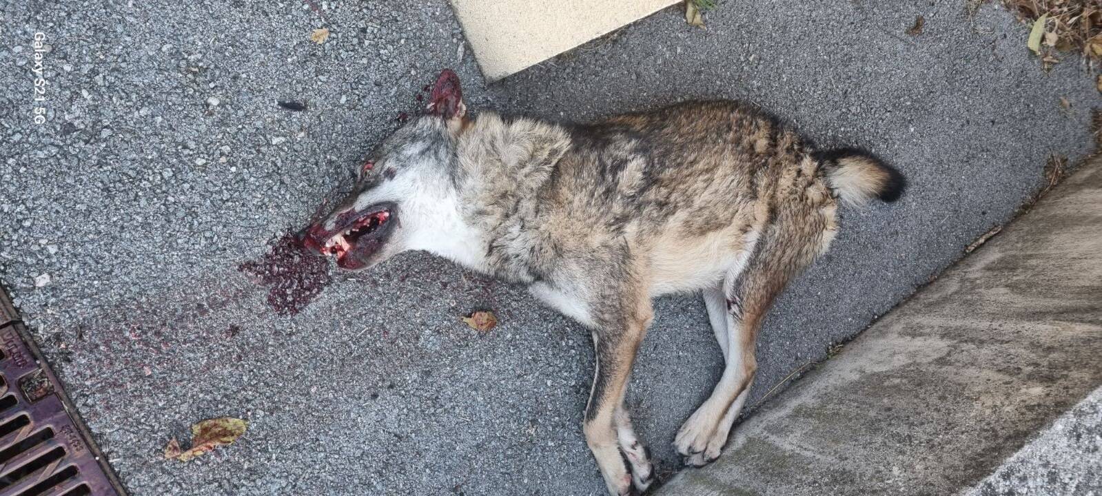 "Ça a choqué tout le monde": un loup retrouvé mort sur la route au coeur d'un village du haut pays