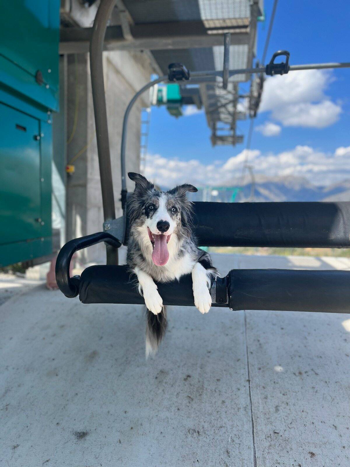 Élan de solidarité à Villeneuve-Loubet pour retrouver Moon, un border collie disparu depuis le 22 octobre dernier