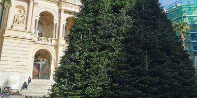 Un arbre géant composé de 150 sapins naturels installé pour Noël à Toulon