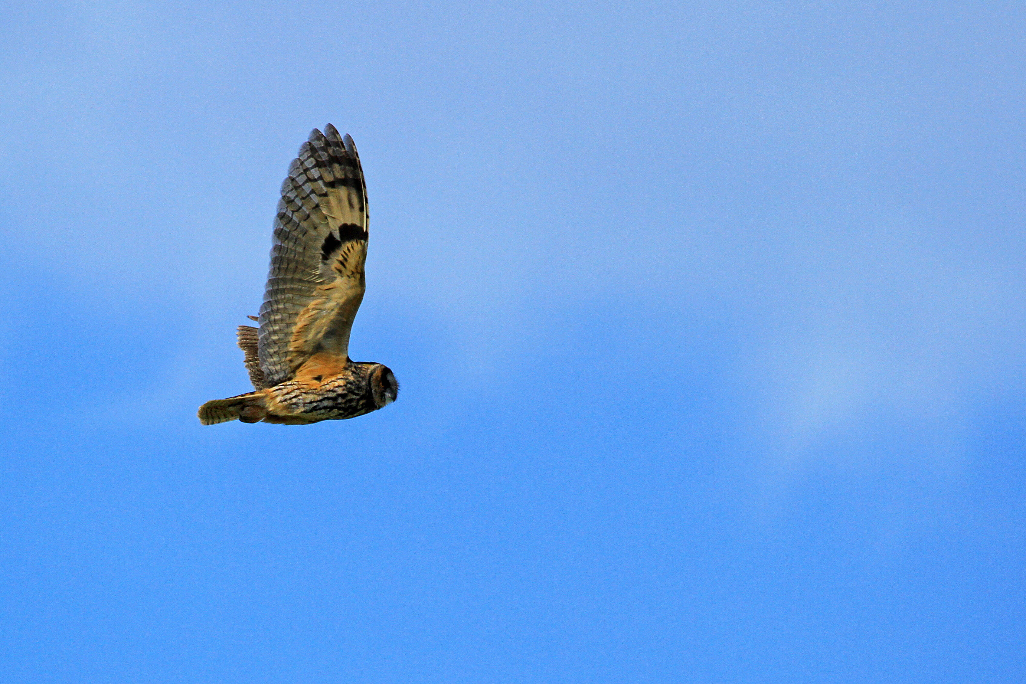 Un hibou secouru à l'aéroport de Nice et relâché dans l'arrière-pays ce mercredi soir
