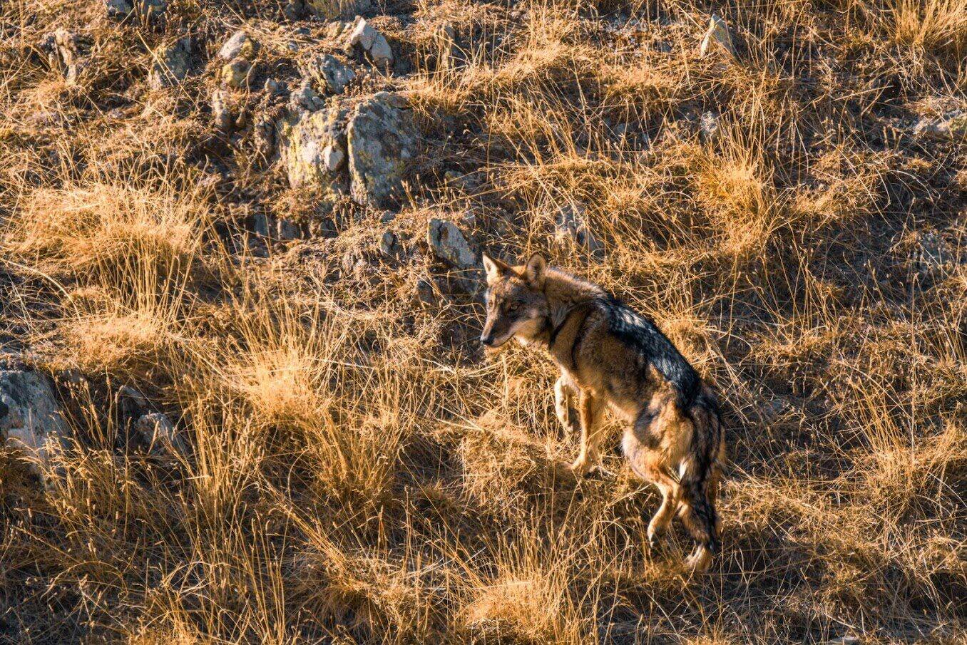 "C'est le Graal": après des années de tentatives, il prend finalement le loup en photo... Ses clichés sont superbes