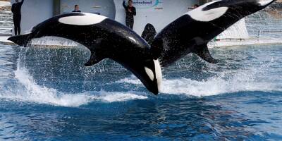 Privation de nourriture consanguinit Les rvlations chocs dun employ du parc Marineland