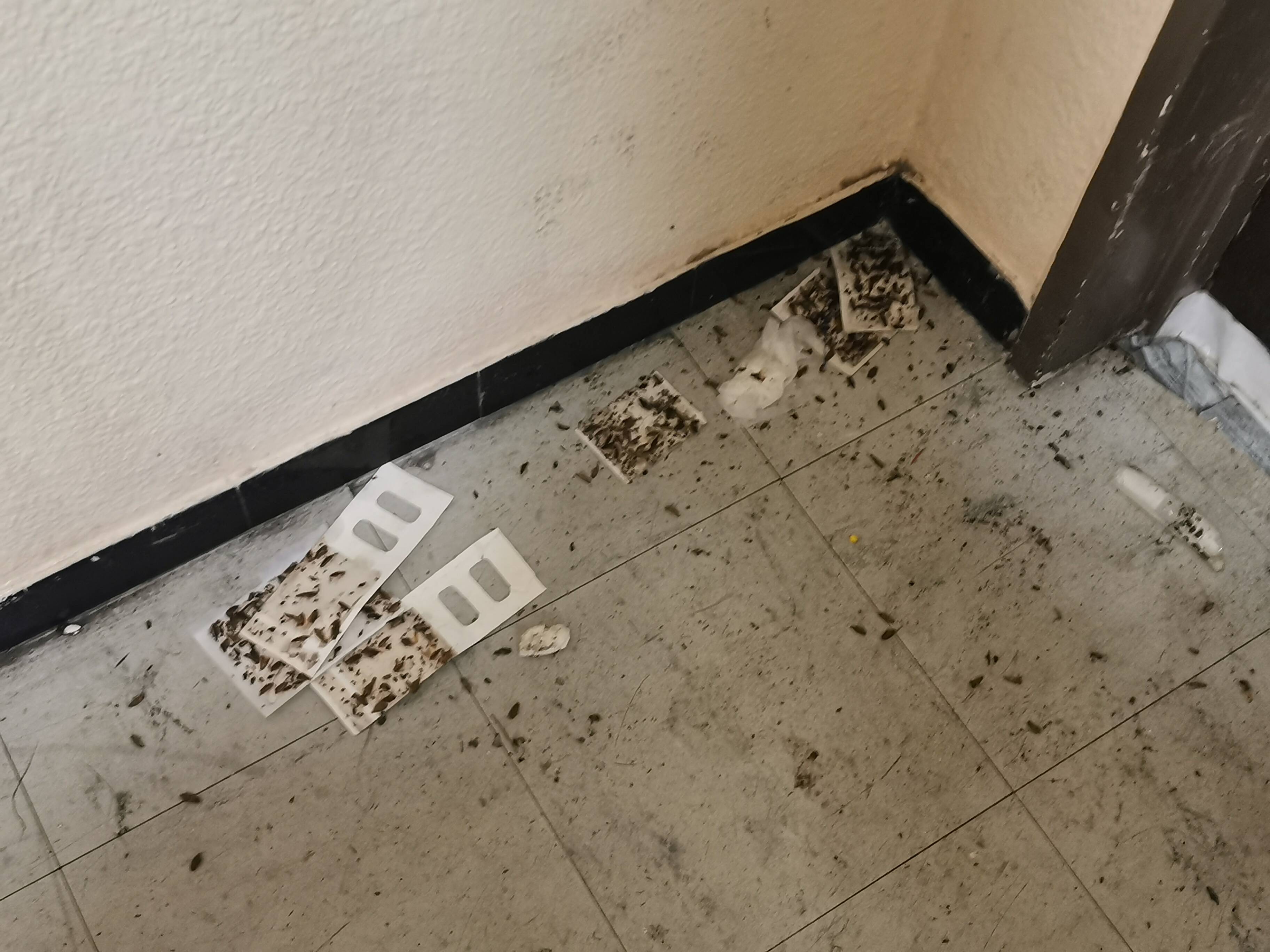 "On ne dort plus, on est à l'affût": aux portes de Cannes, un immeuble entier infesté de cafards