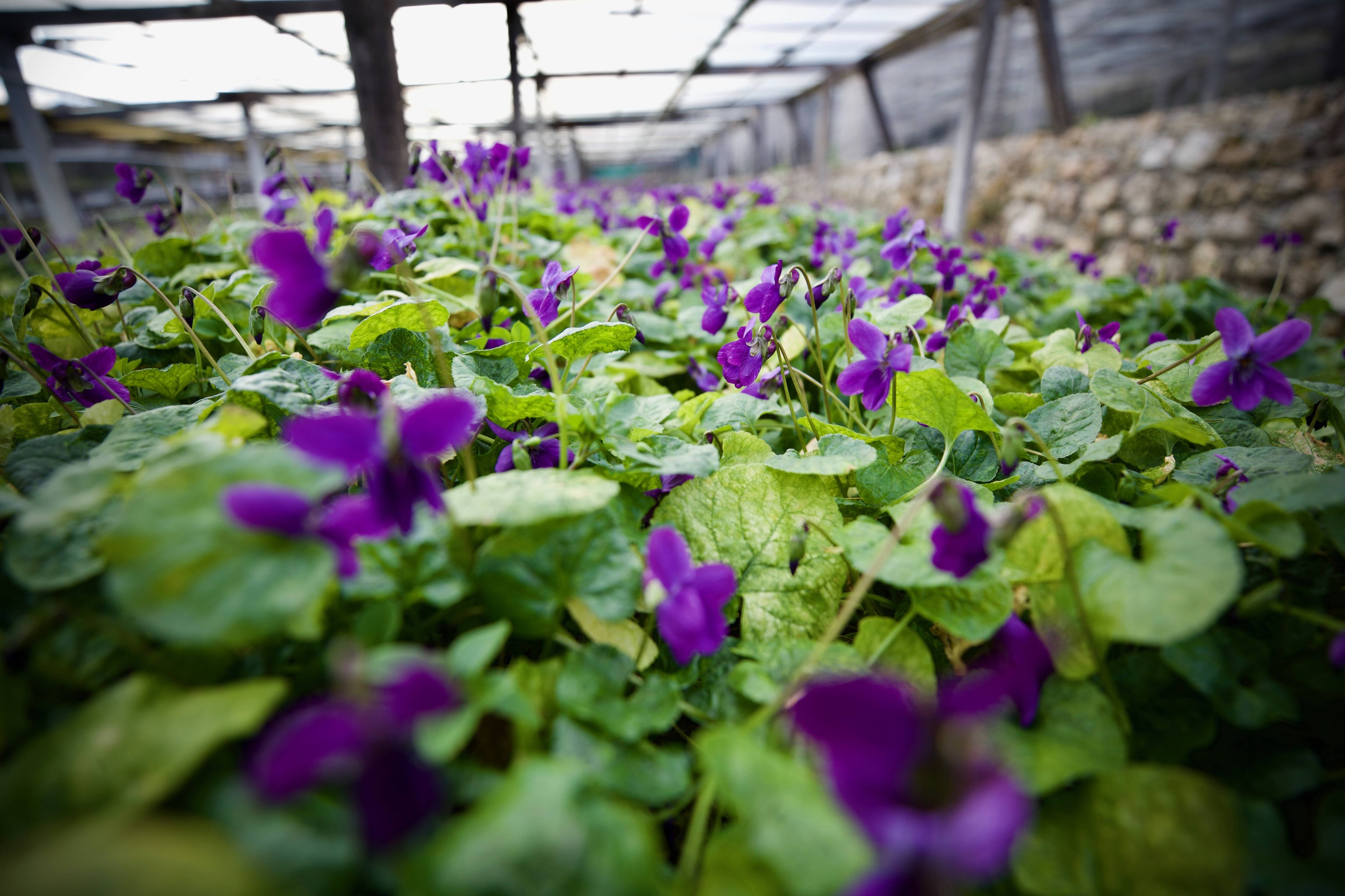 "Petit à petit, ça va être une catastrophe": cette célèbre fleur de la Côte d'Azur victime du dérèglement climatique