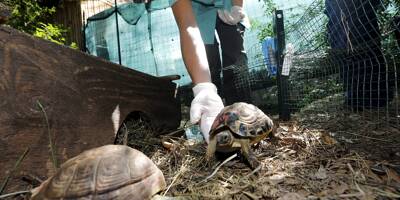 60.000 euros accordés à un projet pour sauver la tortue d'Hermann dans le Var