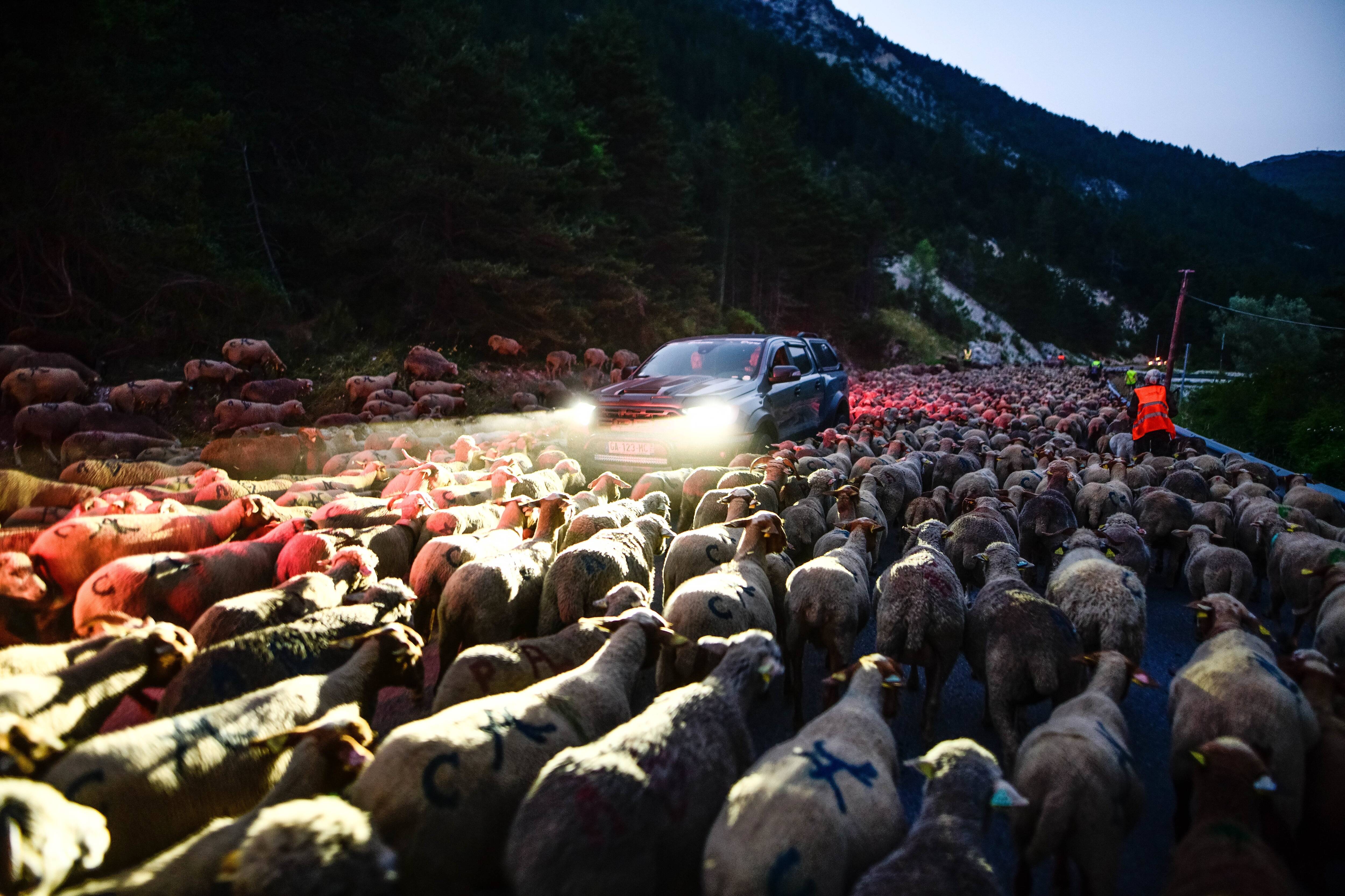 La transhumance entre au patrimoine culturel immatériel de l'humanité, une "fierté" pour les bergers locaux
