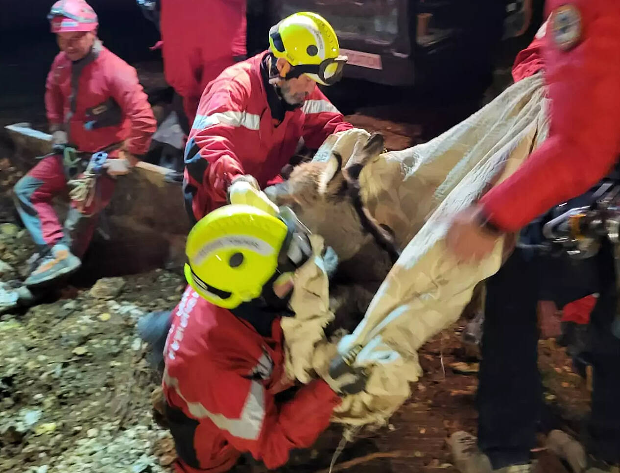 Des nouvelles du petit âne tombé dans un trou et secouru après plus de 8 heures d'efforts par les pompiers