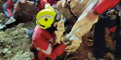 Des nouvelles du petit âne tombé dans un trou et secouru après plus de 8 heures d'efforts par les pompiers