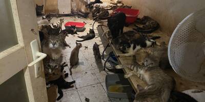 150 chats entassés dans un deux-pièces à Nice: le procès pour maltraitance reporté de trois mois