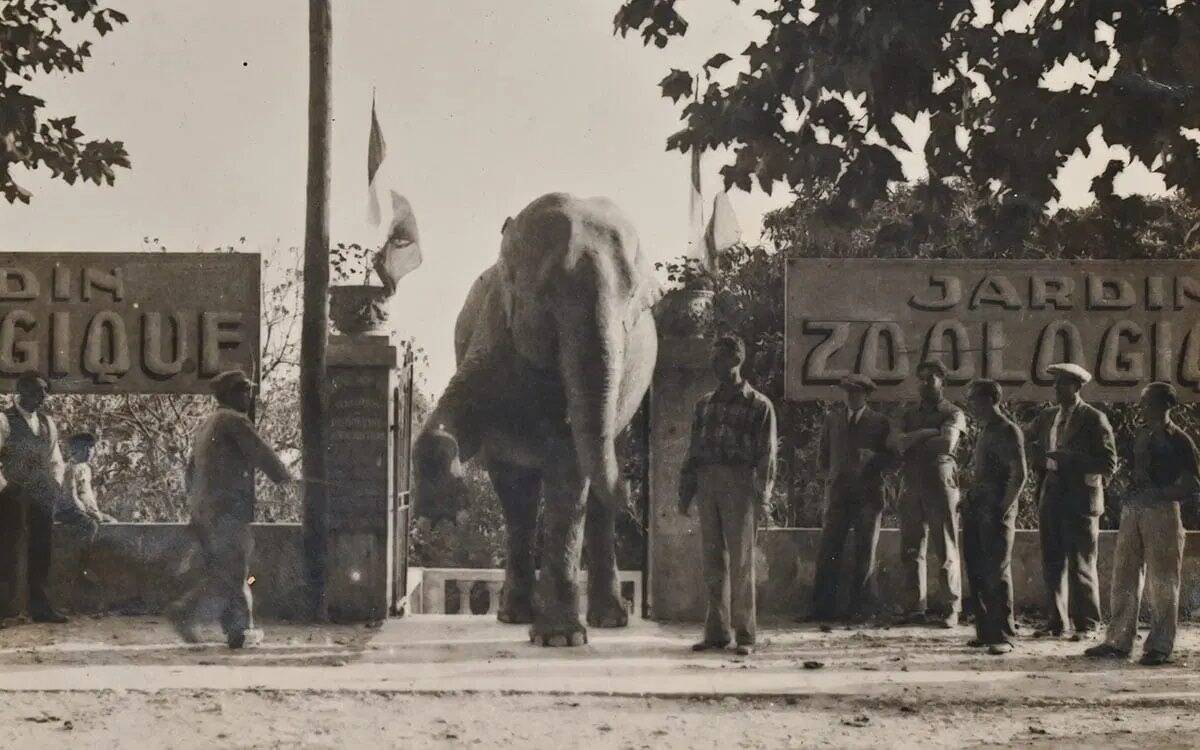 1000 crocodiles, des éléphants, des ours... Saviez-vous qu'il y a 100 ans, il y avait un zoo au Cros de Cagnes?