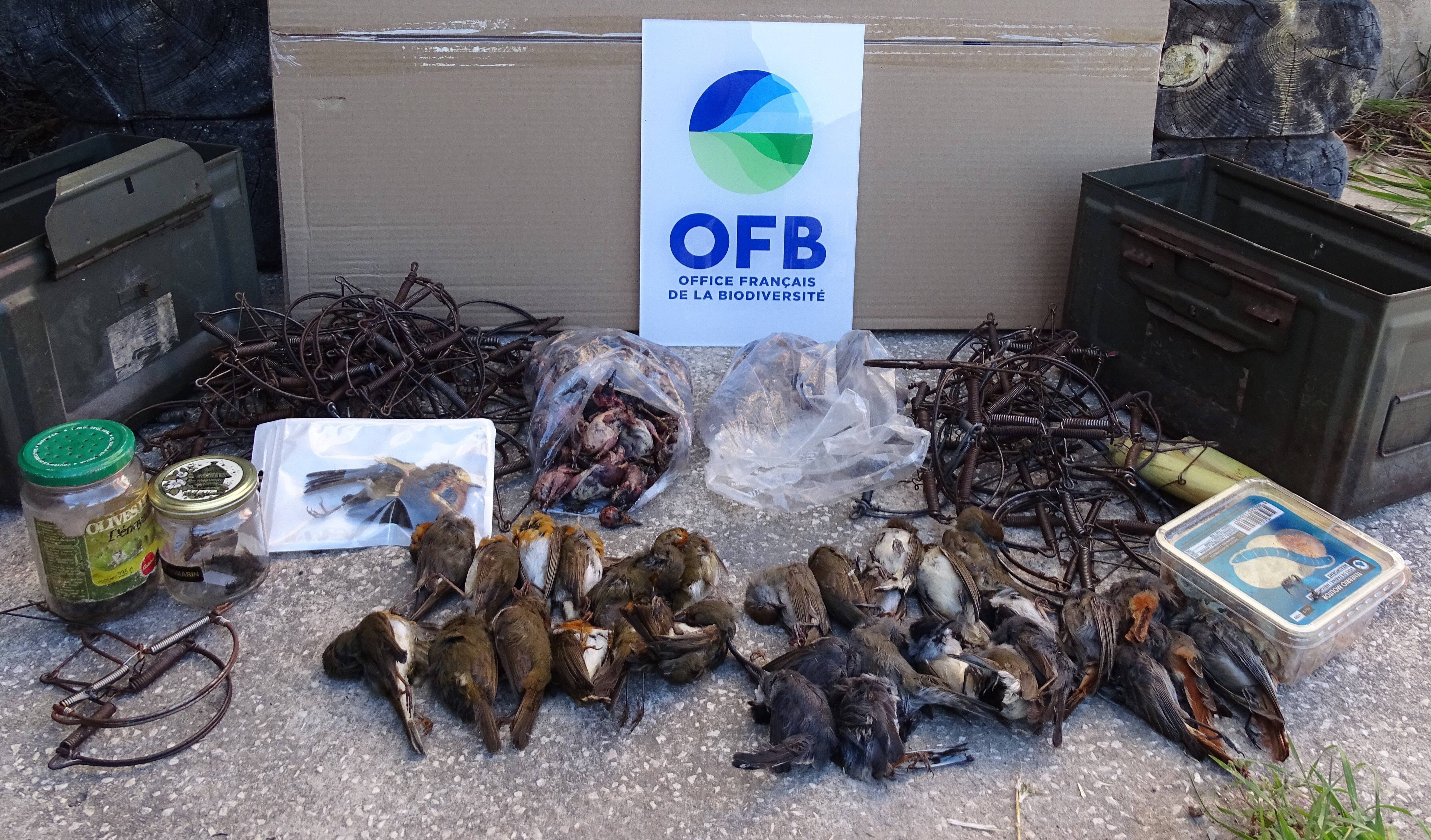 Dans le Var, ces petits oiseaux sont en danger car leur chair est convoitée pendant les fêtes