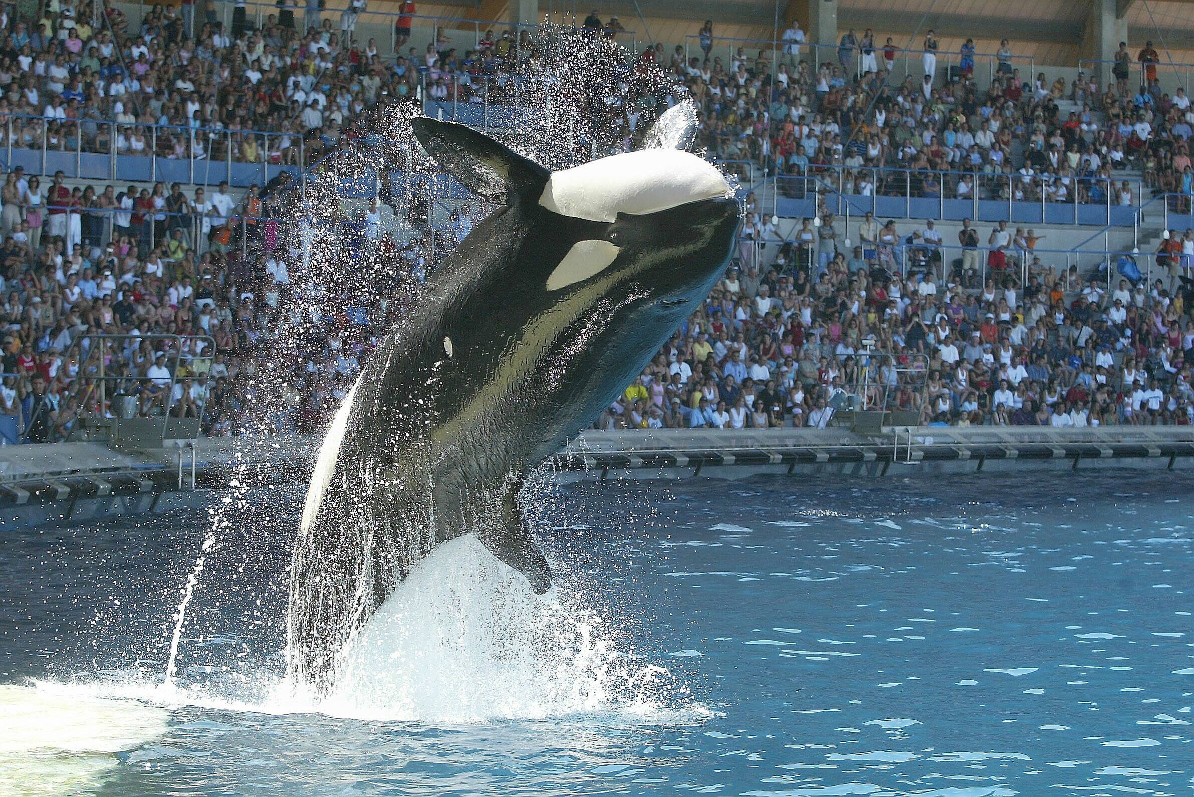 "Marineland n'a pas fait de demande d'exportation des orques pour la semaine prochaine", le secrétariat d'État à la Biodiversité dément les annonces de One Voice