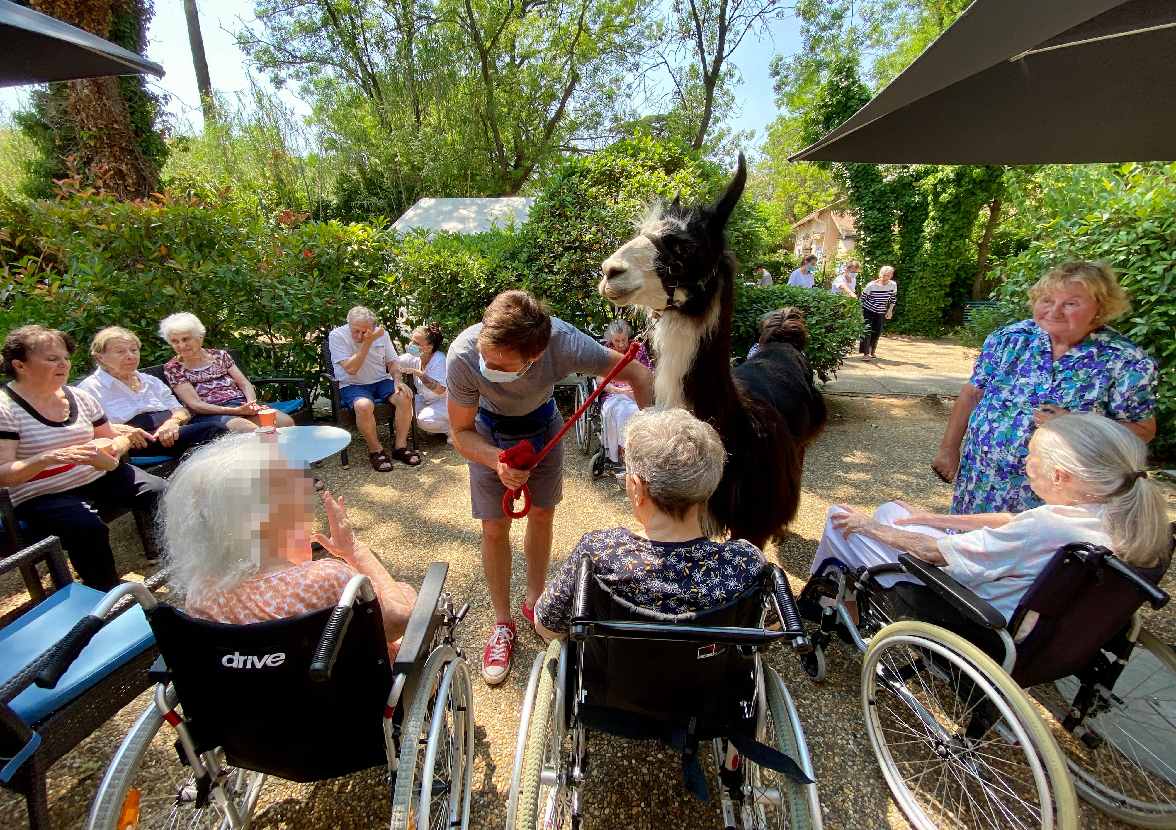 "Les patients nous disent le bien que ça leur fait": Jules le lama fait le bonheur dans les maisons de retraite
