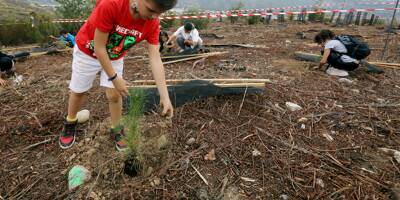 Plus de 200 enfants ont planté des arbres dans la forêt incendiée de Carros