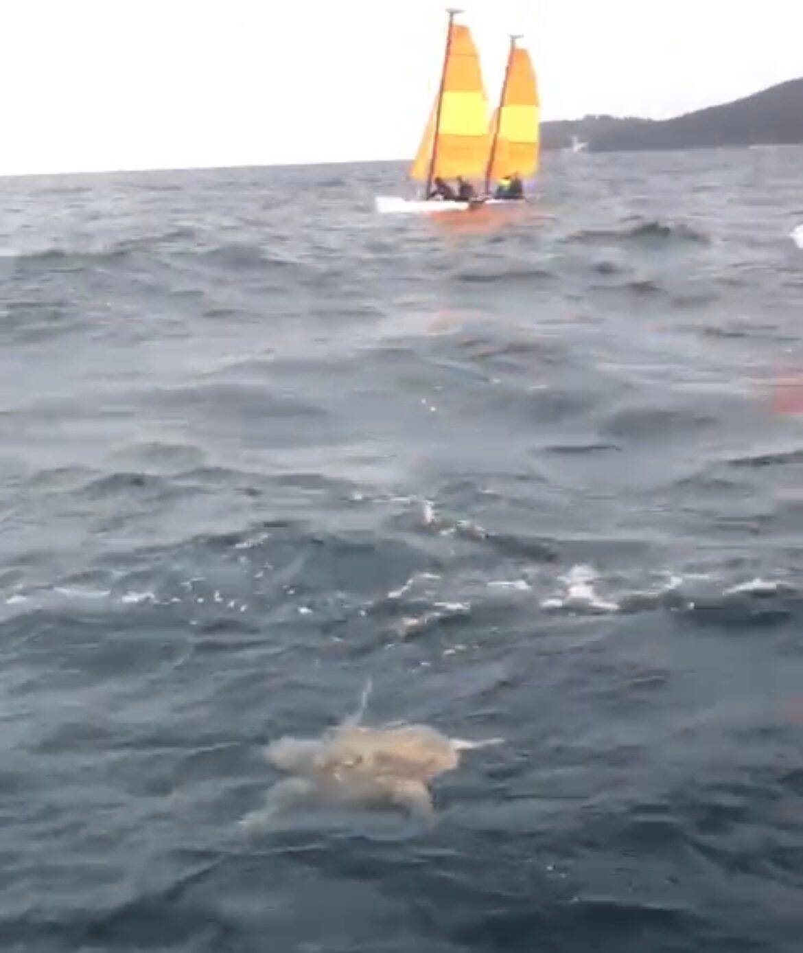 Rare Loggerhead Sea Turtle Sighting in Toulon Harbor Amazes Sailing Instructor