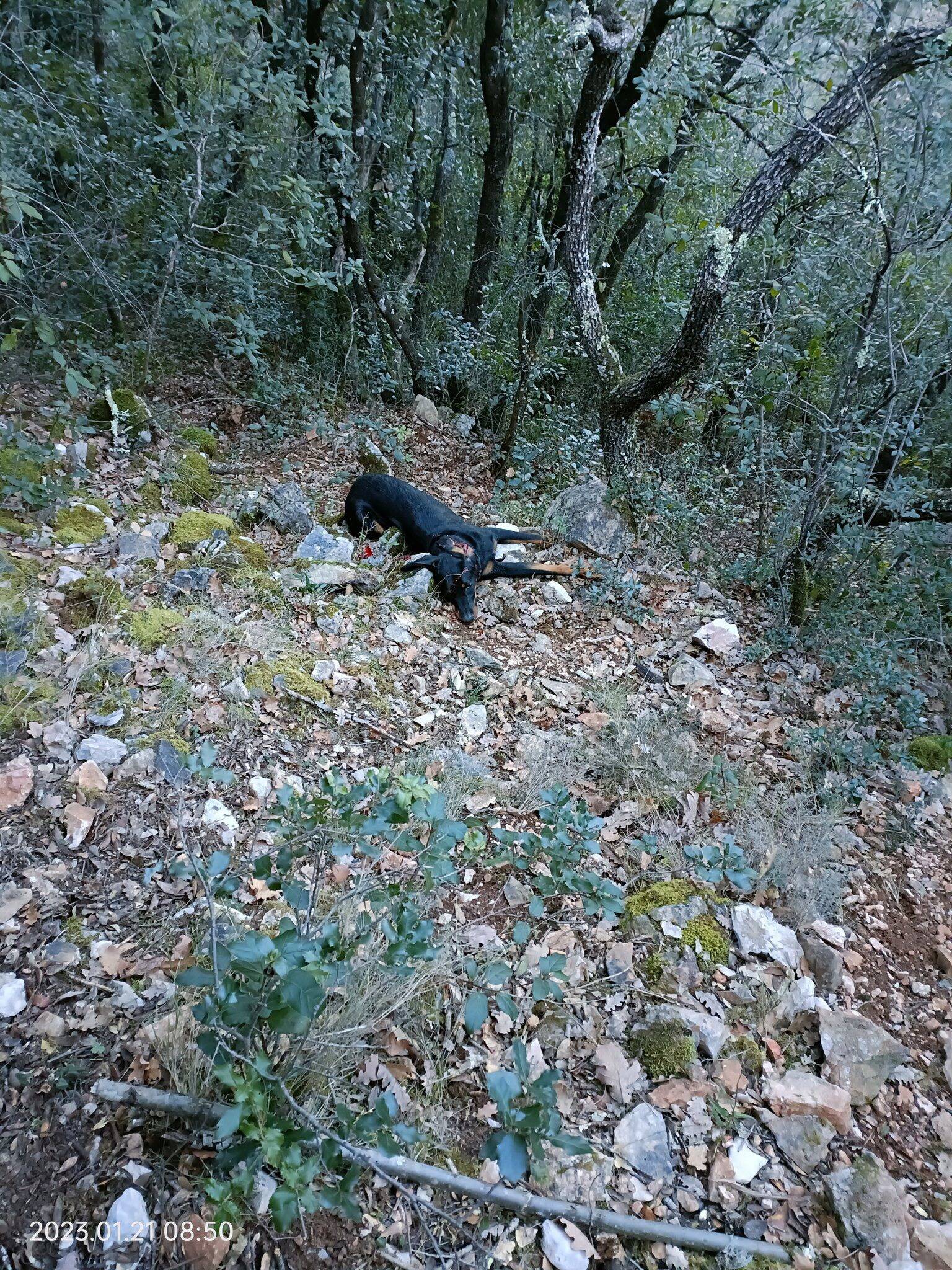 "Si le tir est accidentel on ne s'échappe pas": permis suspendu pour le chasseur reconnu coupable d'avoir tué un chien dans le Var