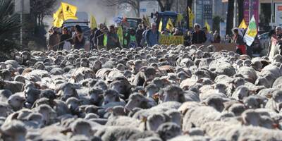 Colère des agriculteurs: les rues de Draguignan envahies par un millier de moutons