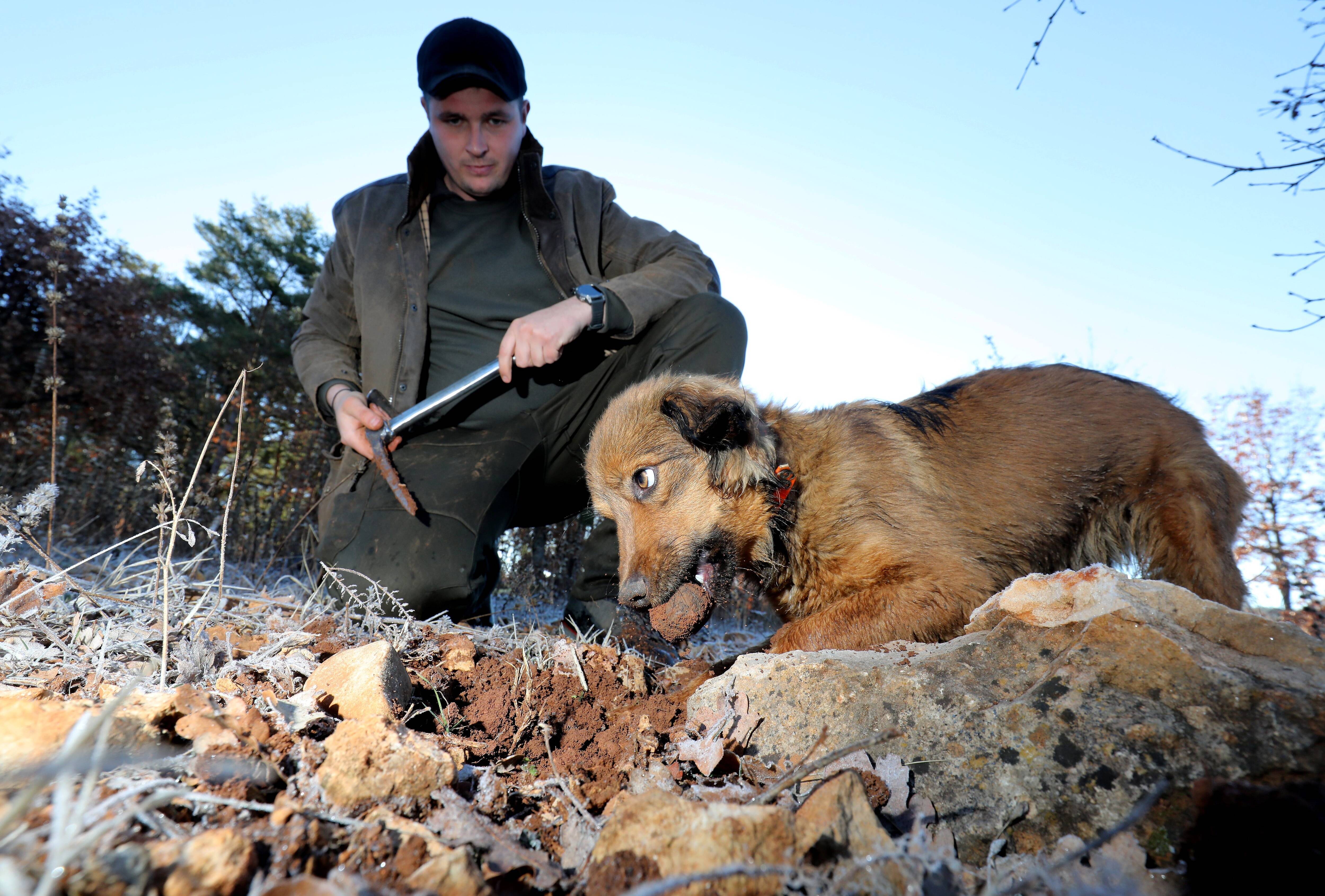Tanguy et sa chienne Tina: un duo de choc à la recherche des truffes varoises