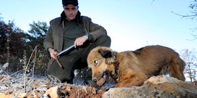 Tanguy et sa chienne Tina: un duo de choc à la recherche des truffes varoises