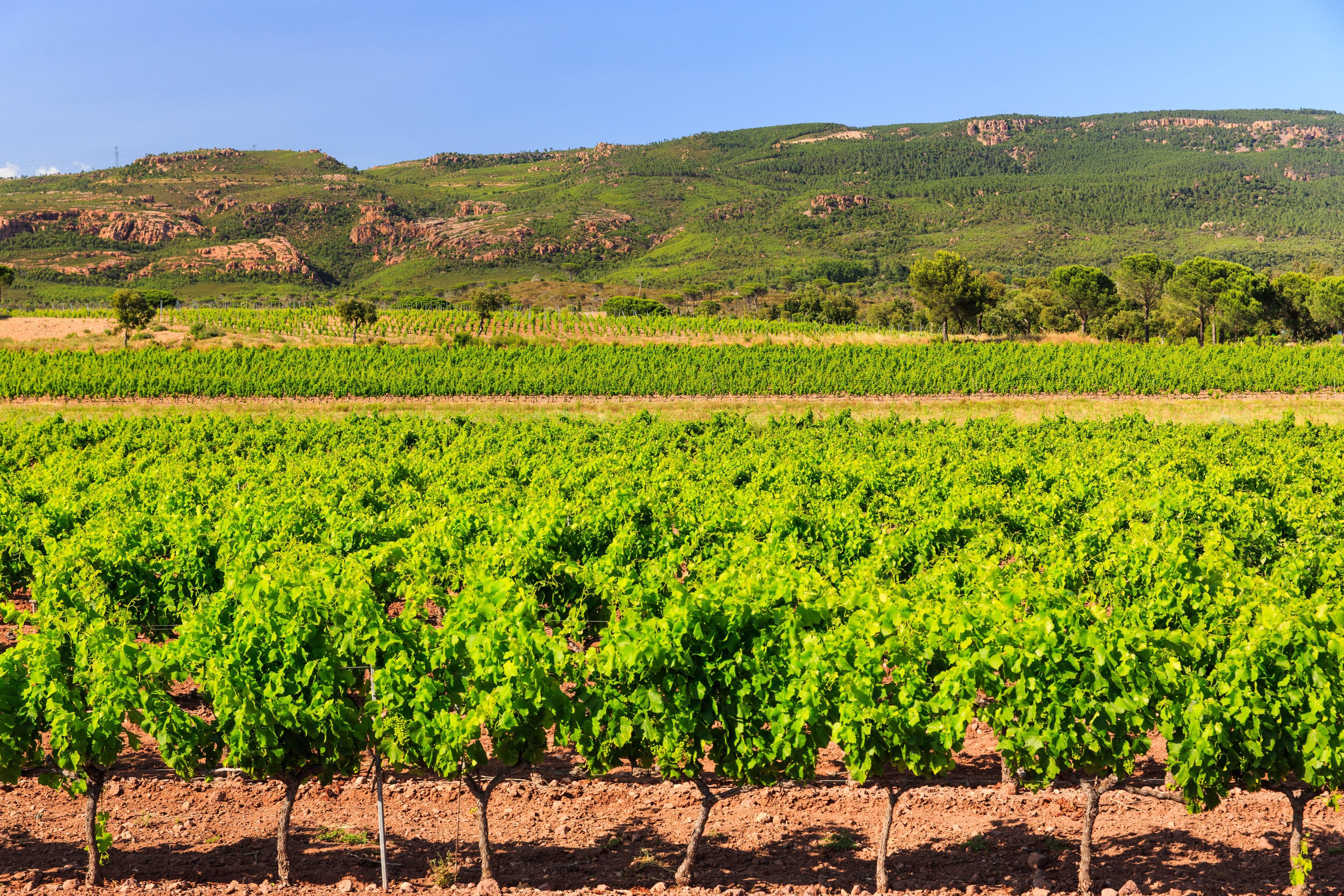 "Pendant des années, on était le symbole du loser": et si c'était au tour des vins volcaniques de l'Estérel de devenir tendance?