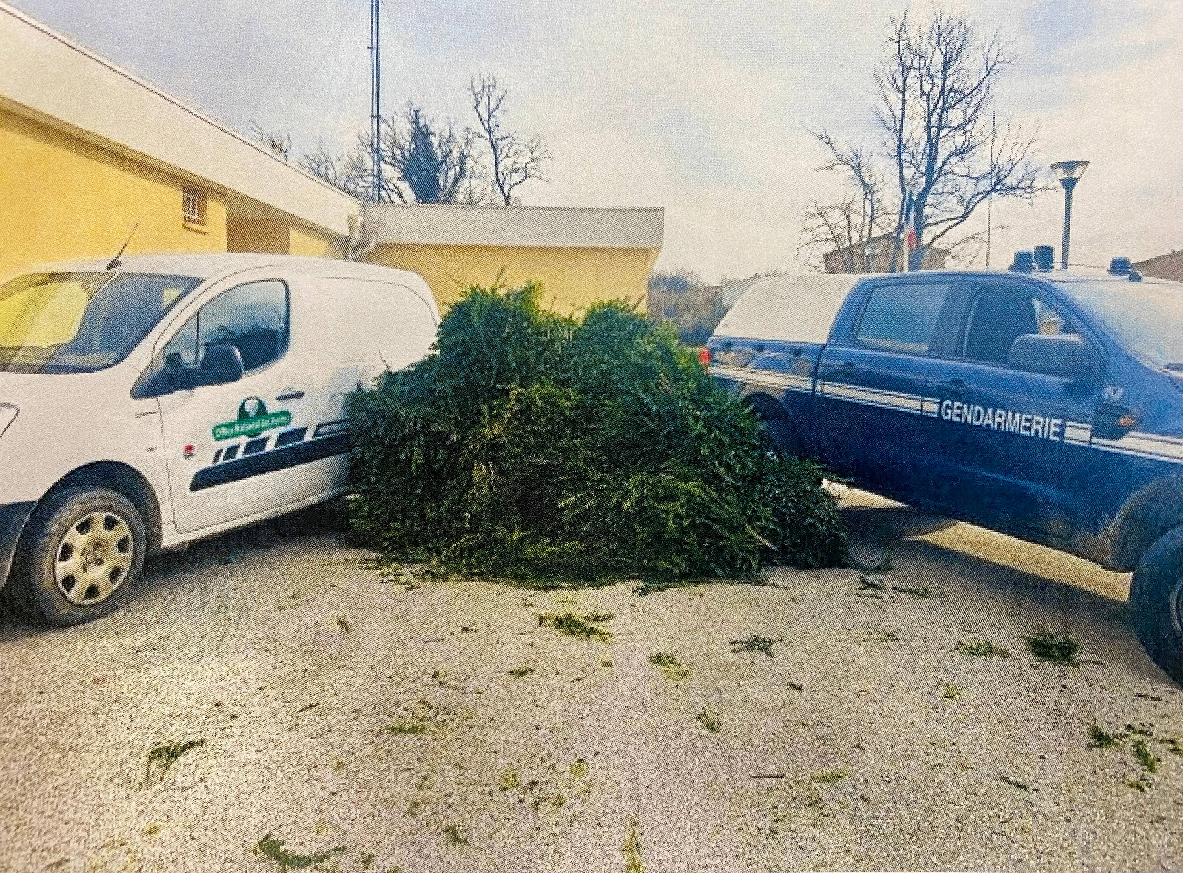 Des voleurs de buis interpellés en flagrant délit à Saint-Auban après avoir coupé et arraché 200 mètres carrés de forêt