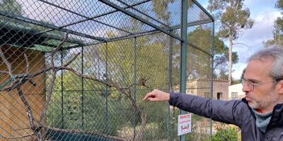 Ce que l'on sait après le vol de 14 singes en pleine nuit dans un zoo du Var