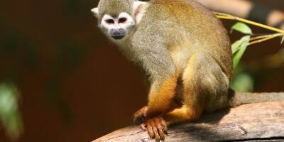 On en sait plus sur l'auteur présumé du vol de singes au jardin zoologique tropical à La Londe
