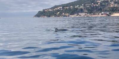 Des dauphins filmés dans la rade de Villefranche-sur-Mer