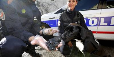 Tana, le chien policier qui détecte l'argent sale et les armes à Toulon