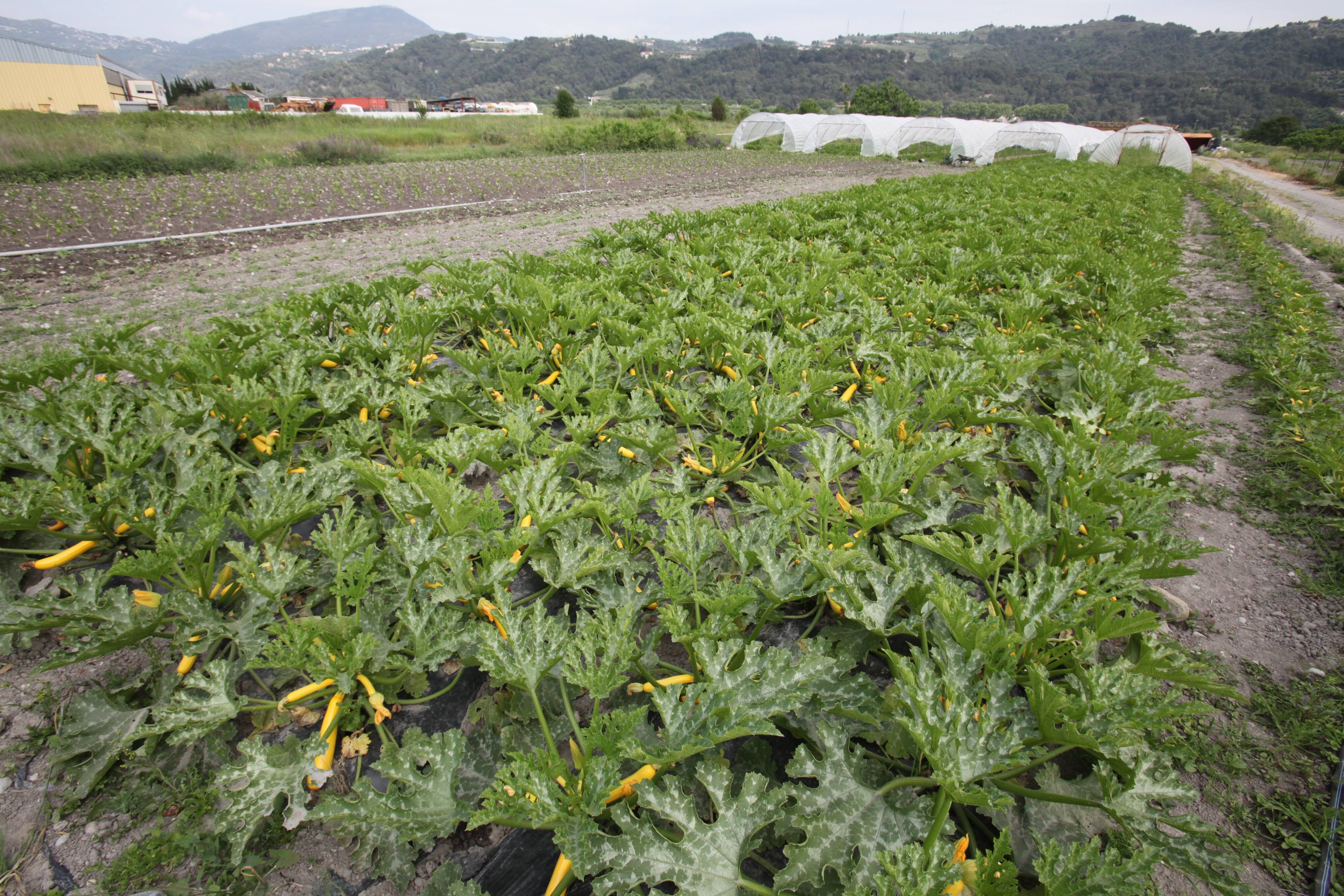 "On fait confiance au préfet pour passer des paroles aux actes": les responsables agricoles des Alpes-Maritimes ont rencontré Hugues Moutouh après le mouvement de protestation national