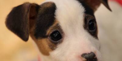 Salon du Chiot à Antibes: les canins à l'honneur ce week-end