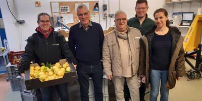 Moisson de nouveautés pour la société coopérative dédiée au citron de Menton