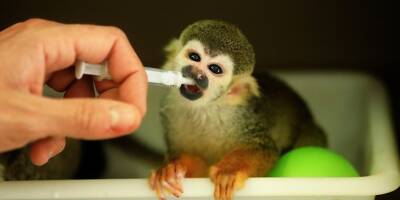 Cinq animaux retrouvés: on fait le point sur l'enquête autour du vol de 16 singes dans un zoo du Var