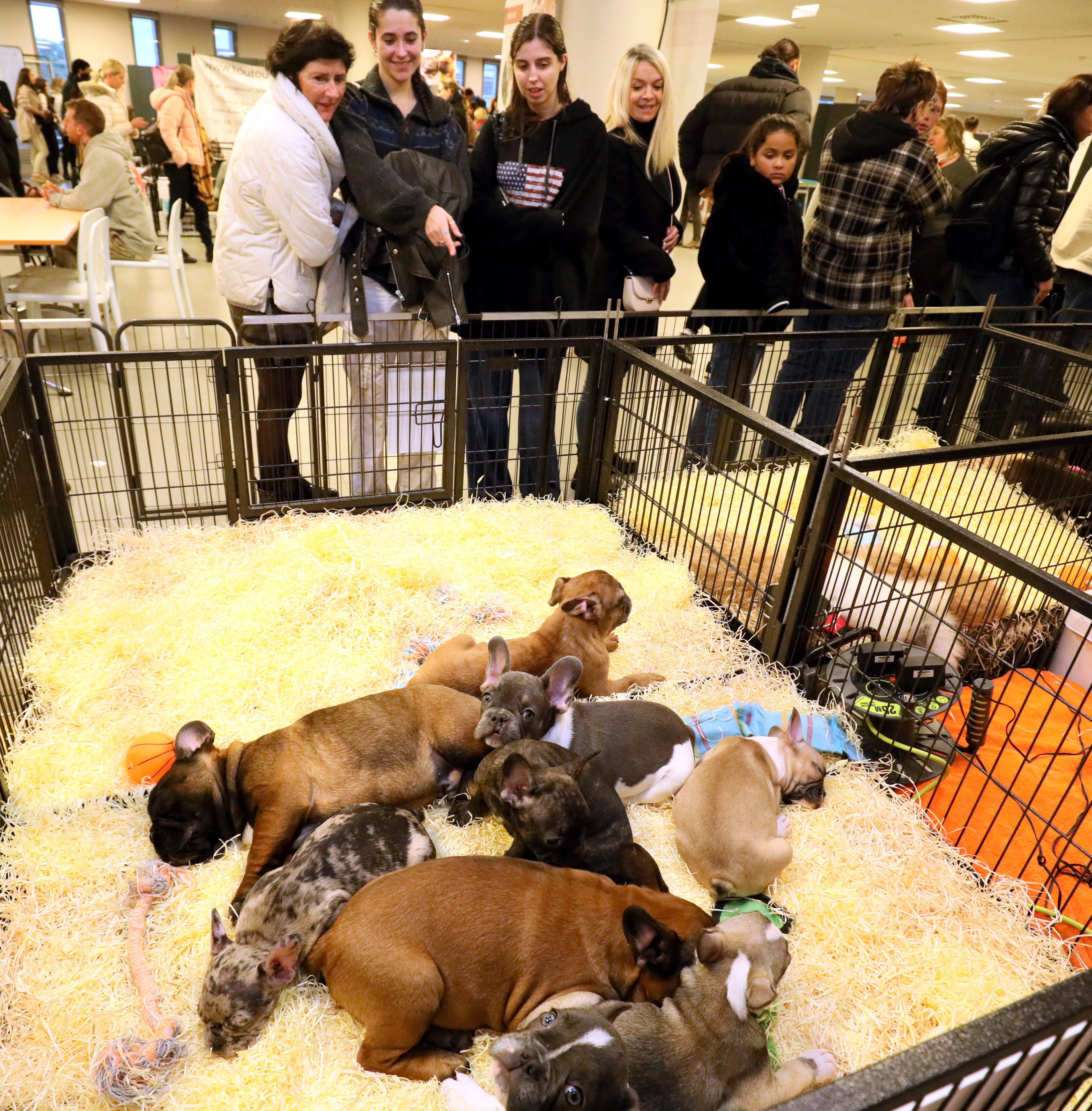 "On ne peut pas récupérer nos chiots deux mois après": que fait le salon du chiot d'Antibes contre l'achat compulsif?