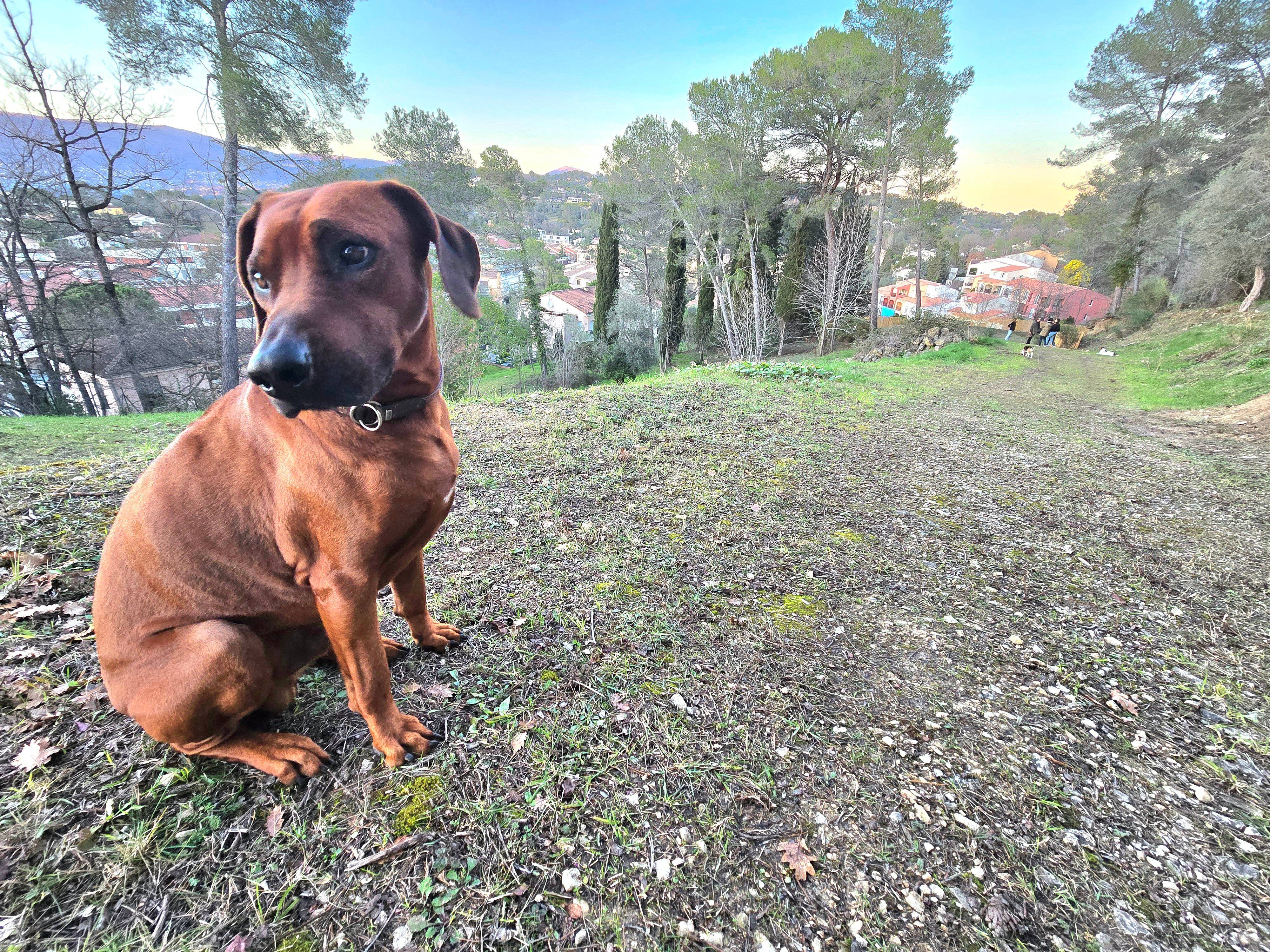 De nouveaux parcs canins ont ouvert au coeur de Mougins, on fait le point