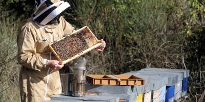 Le miel de Provence face à une crise sans pareille