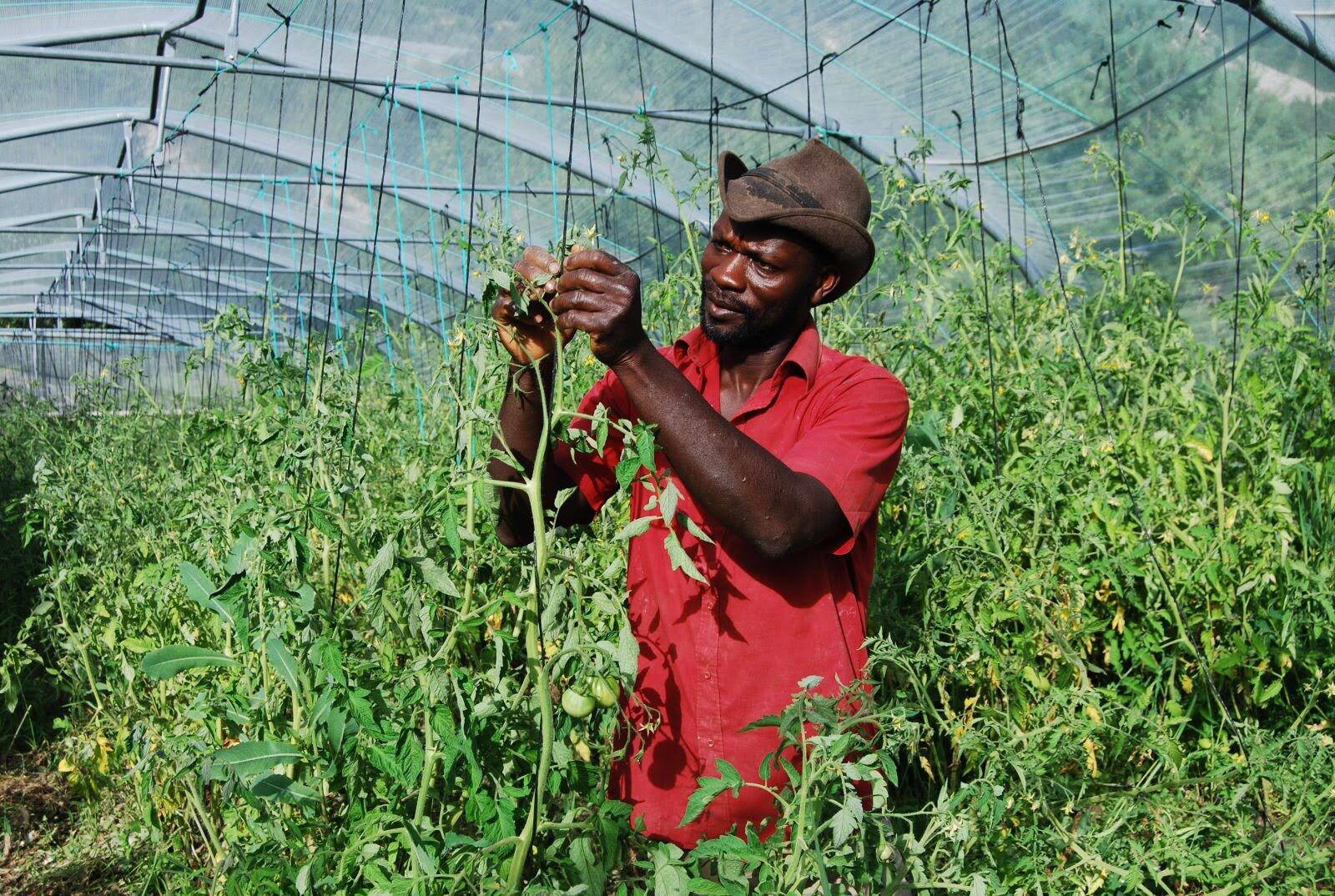 "Faut pas les prendre pour des bisounours": pourquoi les agriculteurs bio réclament le retour du Nodu?